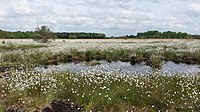 Blöiend Muurk in'e Foan