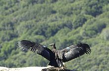 The California condor is one of North America's most endangered birds. California-condor.jpg