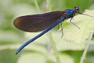 <span class="mw-page-title-main">Calopterygidae</span> Family of damselflies