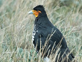 Lelcaracara