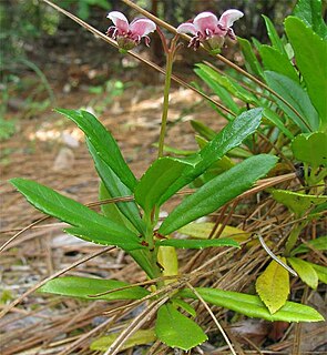 <i>Chimaphila menziesii</i> species of plant