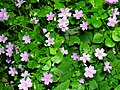 Garðalisa (Claytonia sibirica)