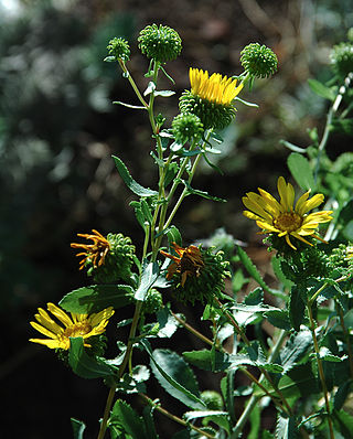 <i>Grindelia squarrosa</i> Species of flowering plant