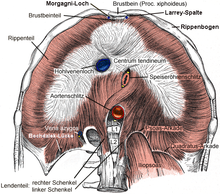 Diaphragma.png