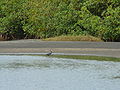 Küstenreiher Western Reef Heron