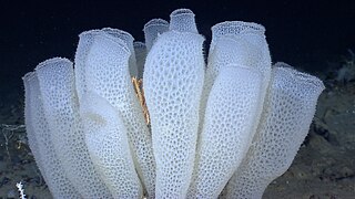 <span class="mw-page-title-main">Venus' flower basket</span> Species of sponge