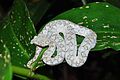 White individual in Cahuita National Park