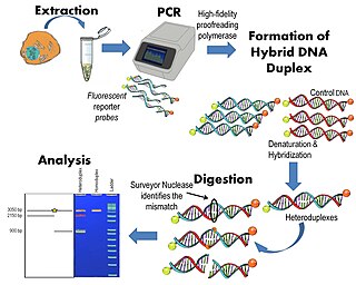 <span class="mw-page-title-main">Surveyor nuclease assay</span>