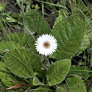 <i>Gerbera ambigua</i> Species of flowering plant