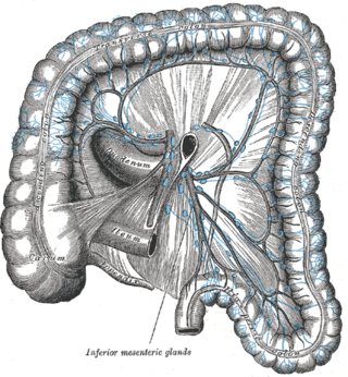 <span class="mw-page-title-main">Inferior mesenteric lymph nodes</span> Node of the immune system