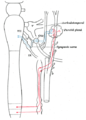 耳神經節（英语：Otic ganglion）和上頸神經節（英语：superior cervical ganglia）的交感神經連結。