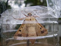 Helicoverpa zea adult HelicoverpazeaAdultVentral.JPG