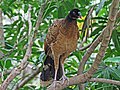 Rufous morph female