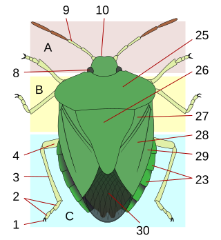 <span class="mw-page-title-main">Thorax (arthropod anatomy)</span> Body part of an arthropod