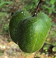 Green fruit