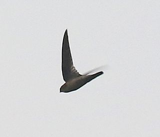 <span class="mw-page-title-main">Himalayan swiftlet</span> Species of bird