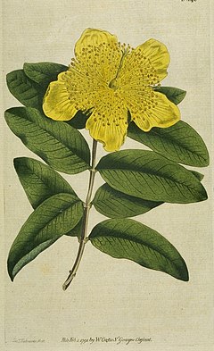 Hypericum Calycinum