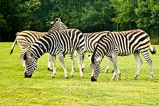 <span class="mw-page-title-main">Planète Sauvage (zoological park)</span> Zoo in Port-Saint-Père, France