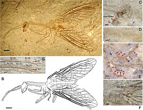 Juroraphidia longicollum (†Juroraphidiidae) fossil fundet i Kina fra midt-Jura[11]