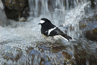 <span class="mw-page-title-main">Forktail</span> Genus of birds (Enicurus)