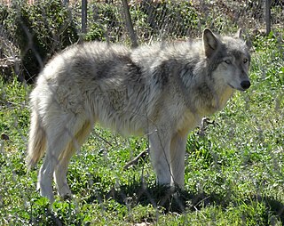 <span class="mw-page-title-main">Wolfdog</span> Dog-wolf hybrid