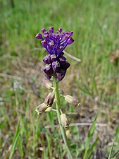 'Leopoldia comosa