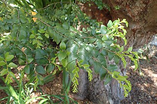 <i>Nothofagus cunninghamii</i> Species of tree