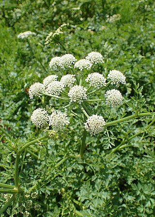 <i>Oenanthe crocata</i> Species of flowering plant