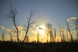 Oostvaardersplassen