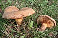 Paxil·le tòxic (Paxillus involutus)