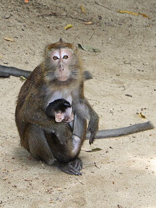 <span class="mw-page-title-main">Philippine long-tailed macaque</span> Subspecies of Old World monkey