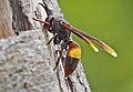 Polistes sagittarius in Cambodia.