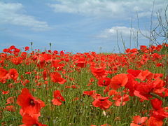 Poppies at Kelling in 2002