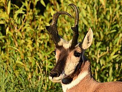 Pronghorn on Seedskadee National Wildlife Refuge (53131451892).jpg