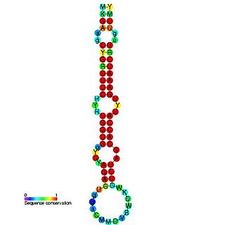 mir-29 microRNA precursor