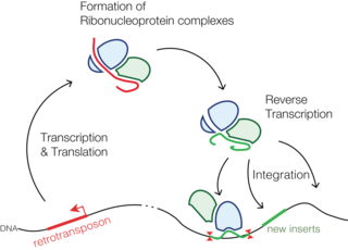 <span class="mw-page-title-main">Retrotransposon</span> Type of genetic component