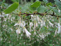 Ribes divaricatum