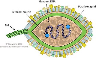 <i>Halspiviridae</i> Family of viruses