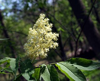 <i>Sambucus pubens</i> Species of flowering plant