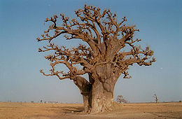 Tikrasis baobabas (Adansonia digitata)