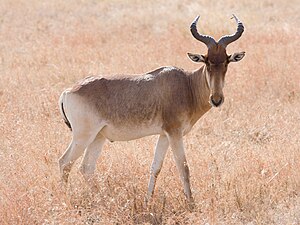 Bubale de Coke au Parc national du Serengeti, en Tanzanie.