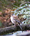 Pale thrush