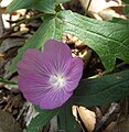 Sidalcea glaucescens