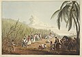 Image 21Sugar plantation in the British colony of Antigua, 1823 (from History of the Caribbean)