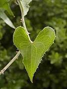   Smilax aspera