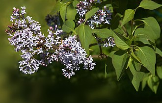 Syringa