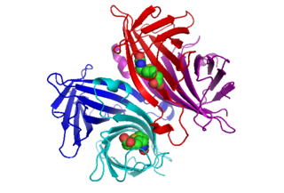 <span class="mw-page-title-main">Avidin</span> Type of protein