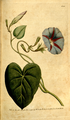 The Botanical Magazine, 1791