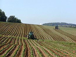 Potato field in Fort Fairfield, Maine, USA