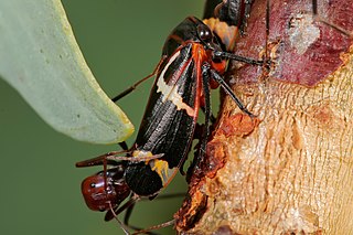 <span class="mw-page-title-main">Leafhopper</span> Family of insects